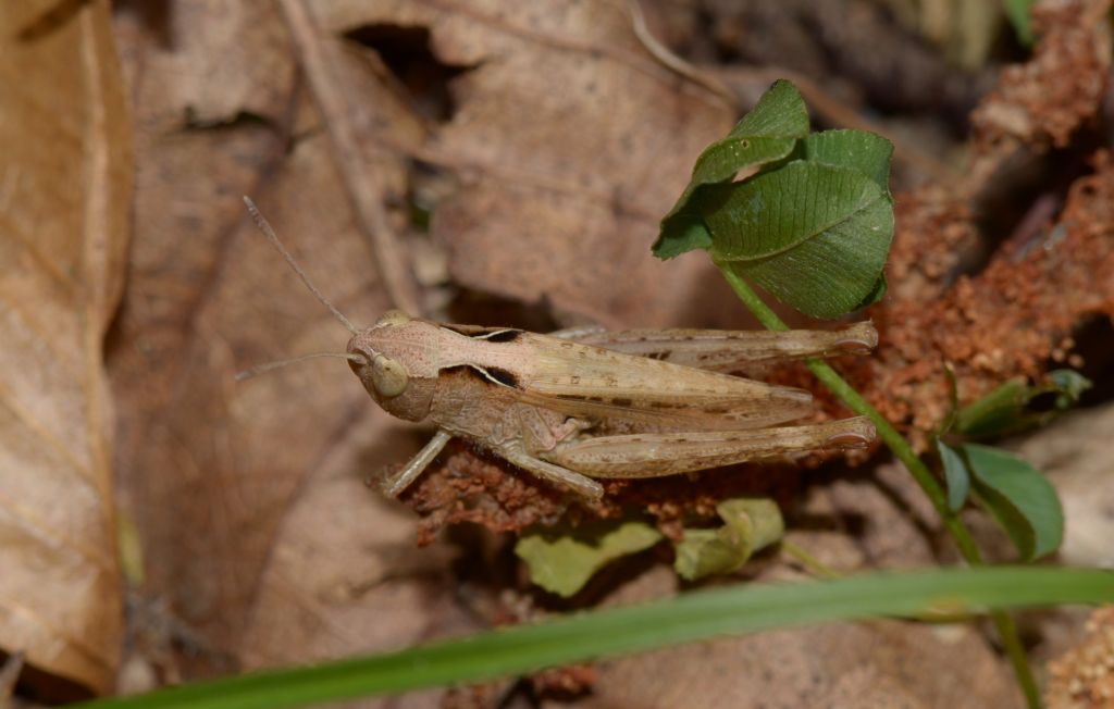 Acrididae: Gomphocerippus rufus ♂♀